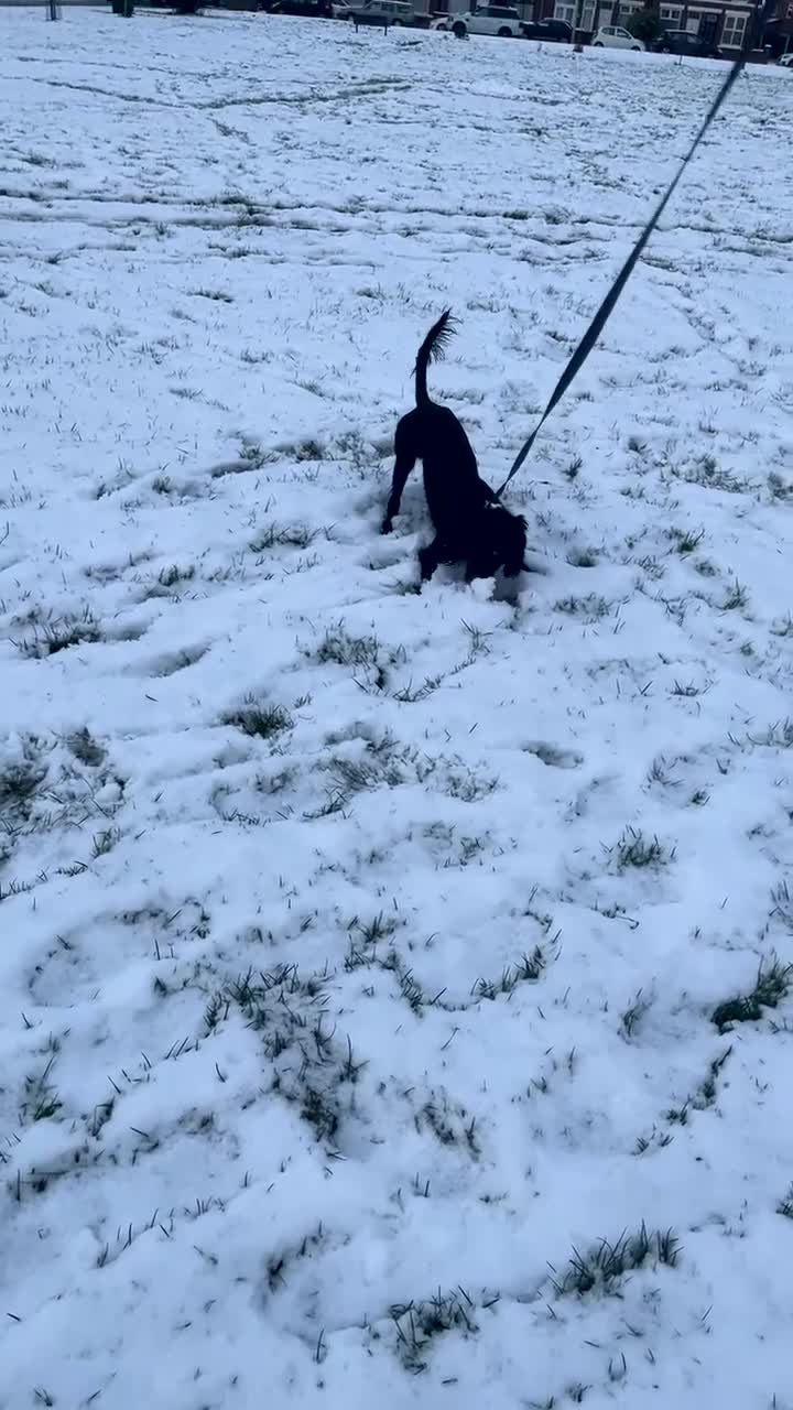 Cocker Spaniel dogs for sale: Bailey cocker spaniel  - Video 1