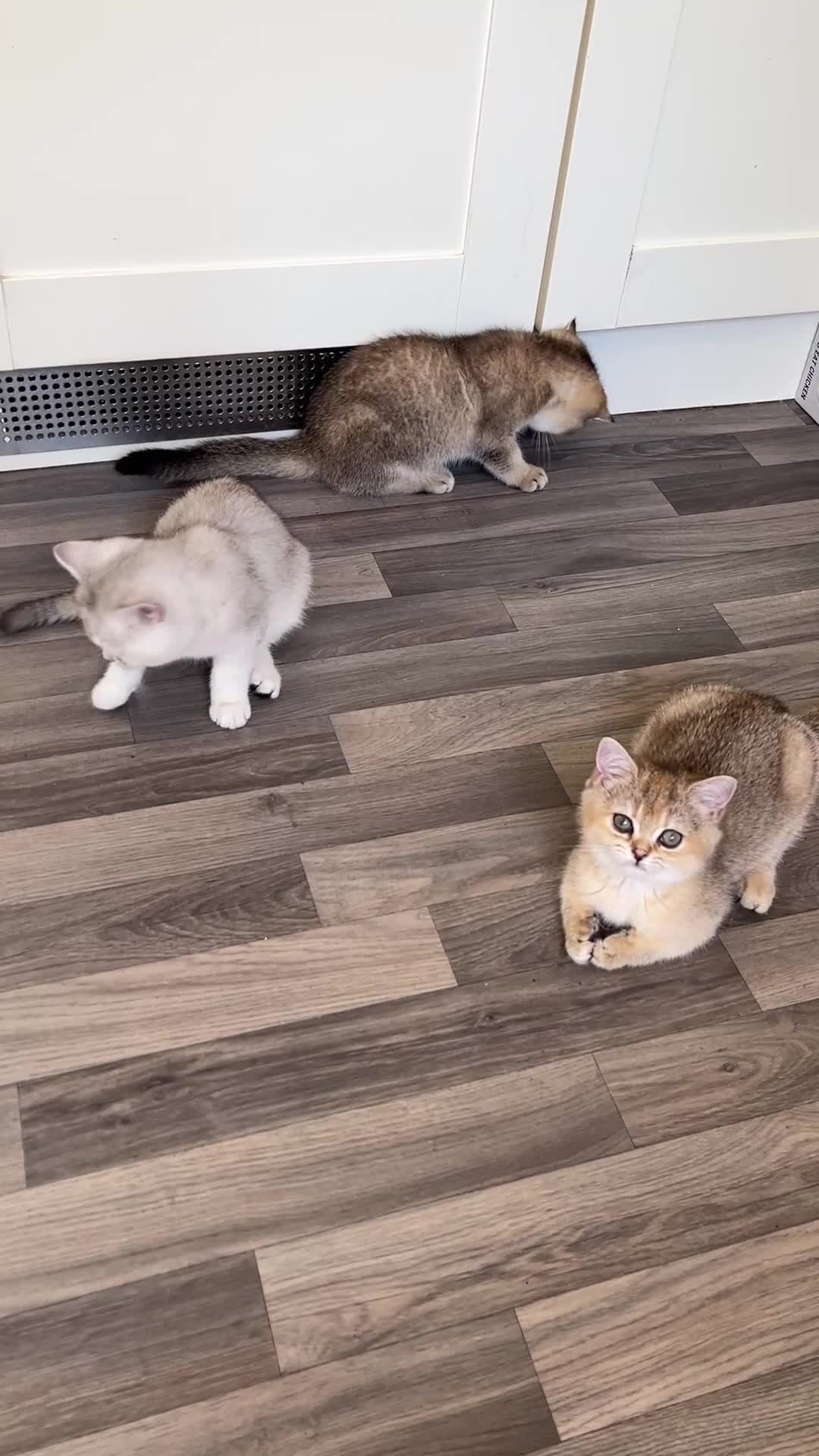 British Shorthair cats for sale: Silver and Golden Shaded British Shorthair - Video 1