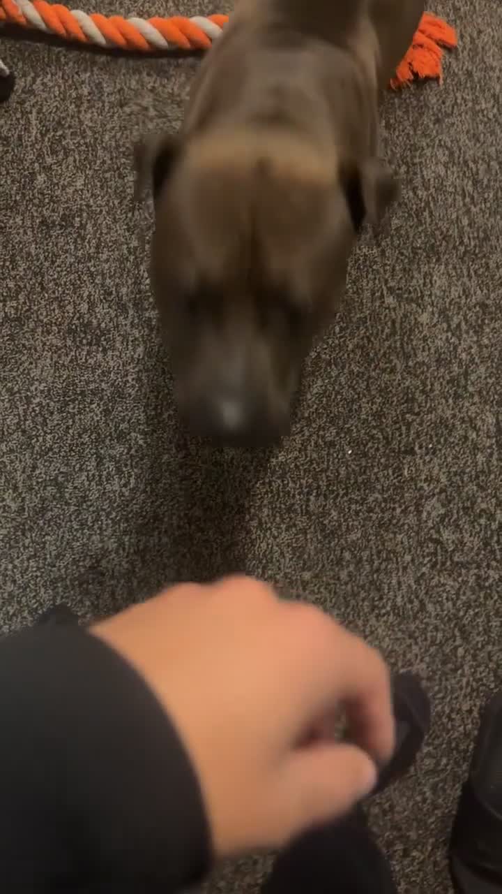 Mixed Breed dogs for sale: Loki shar pei X staffy in Manchester - Video 1