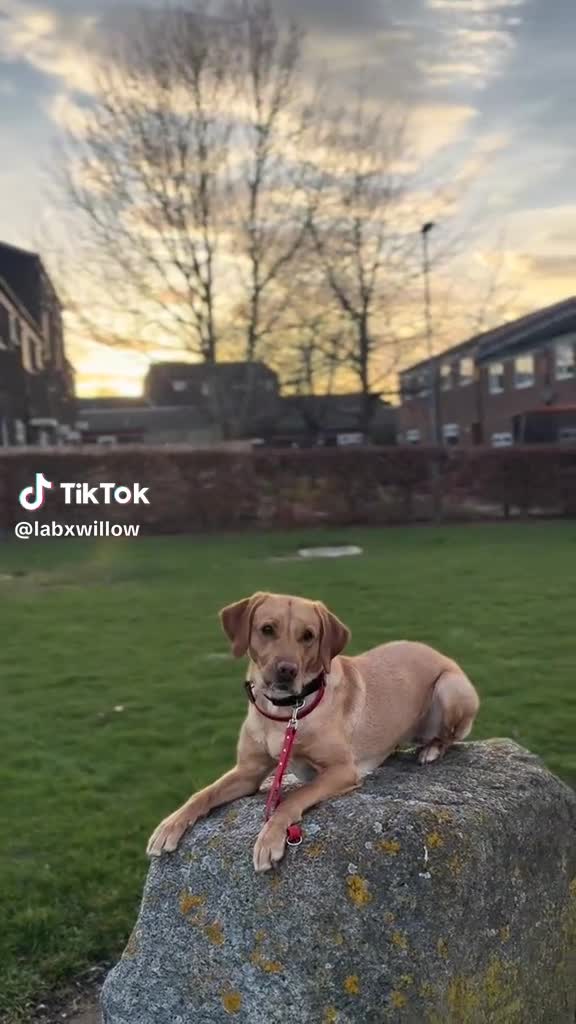 Labrador Retriever dogs for sale: Beautiful Fox Red KC Labrador puppies  - Video 3