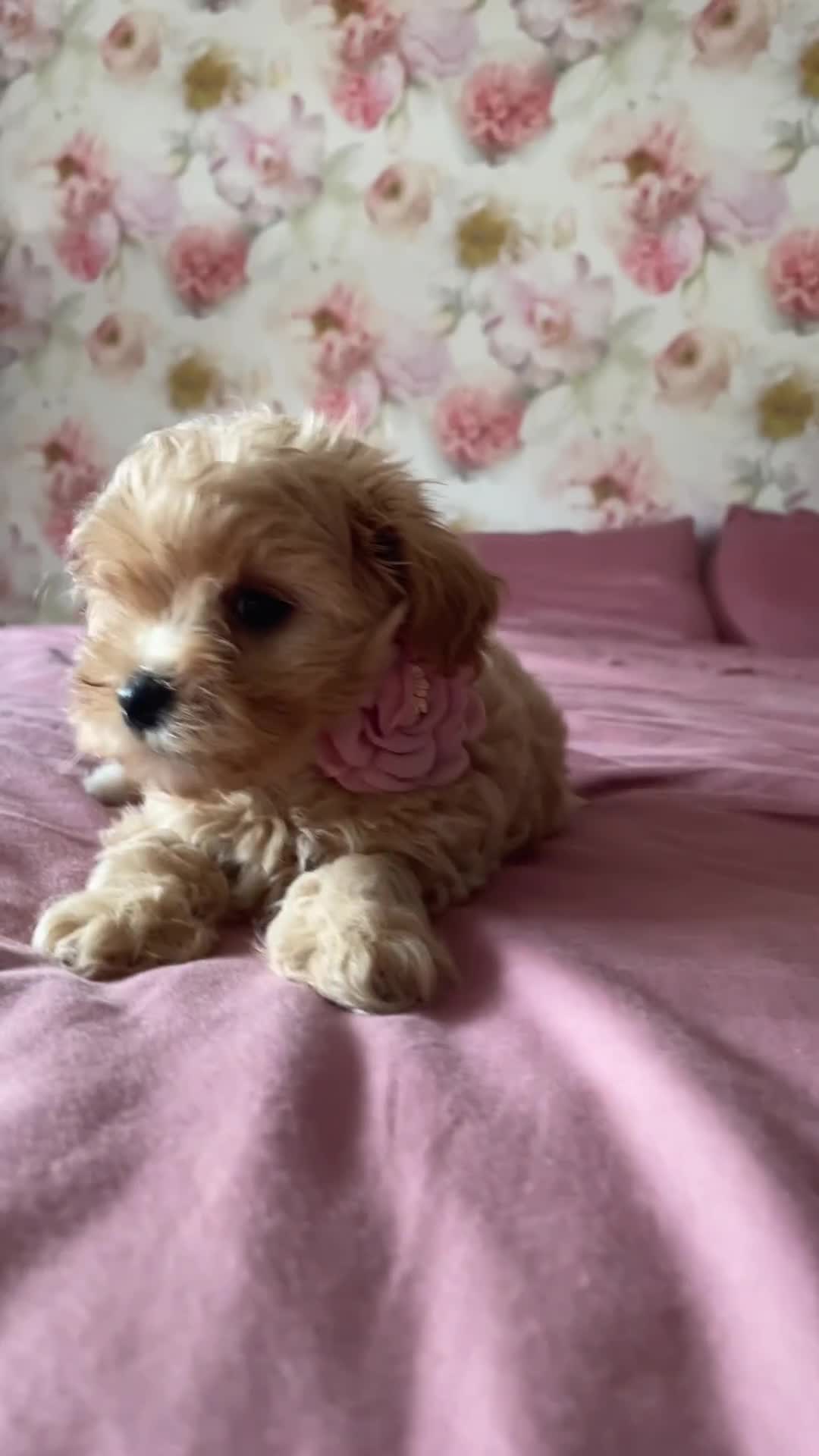 Maltipoo dogs for sale: 🌟Only One Girl Available 🐶 - Video 1