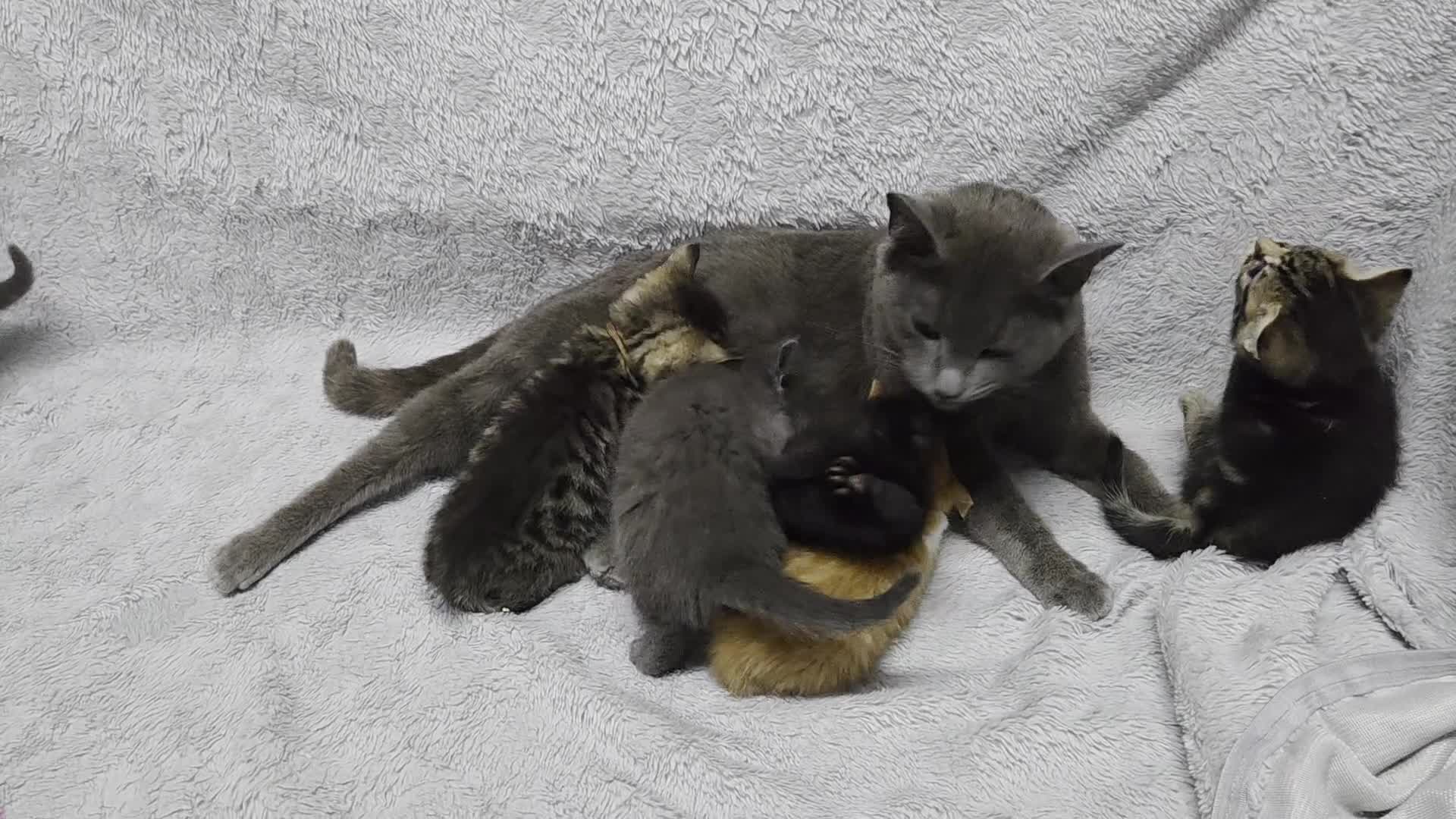 Mixed Breed cats for sale: Beautiful kittens looking for their forever homes  - Video 1