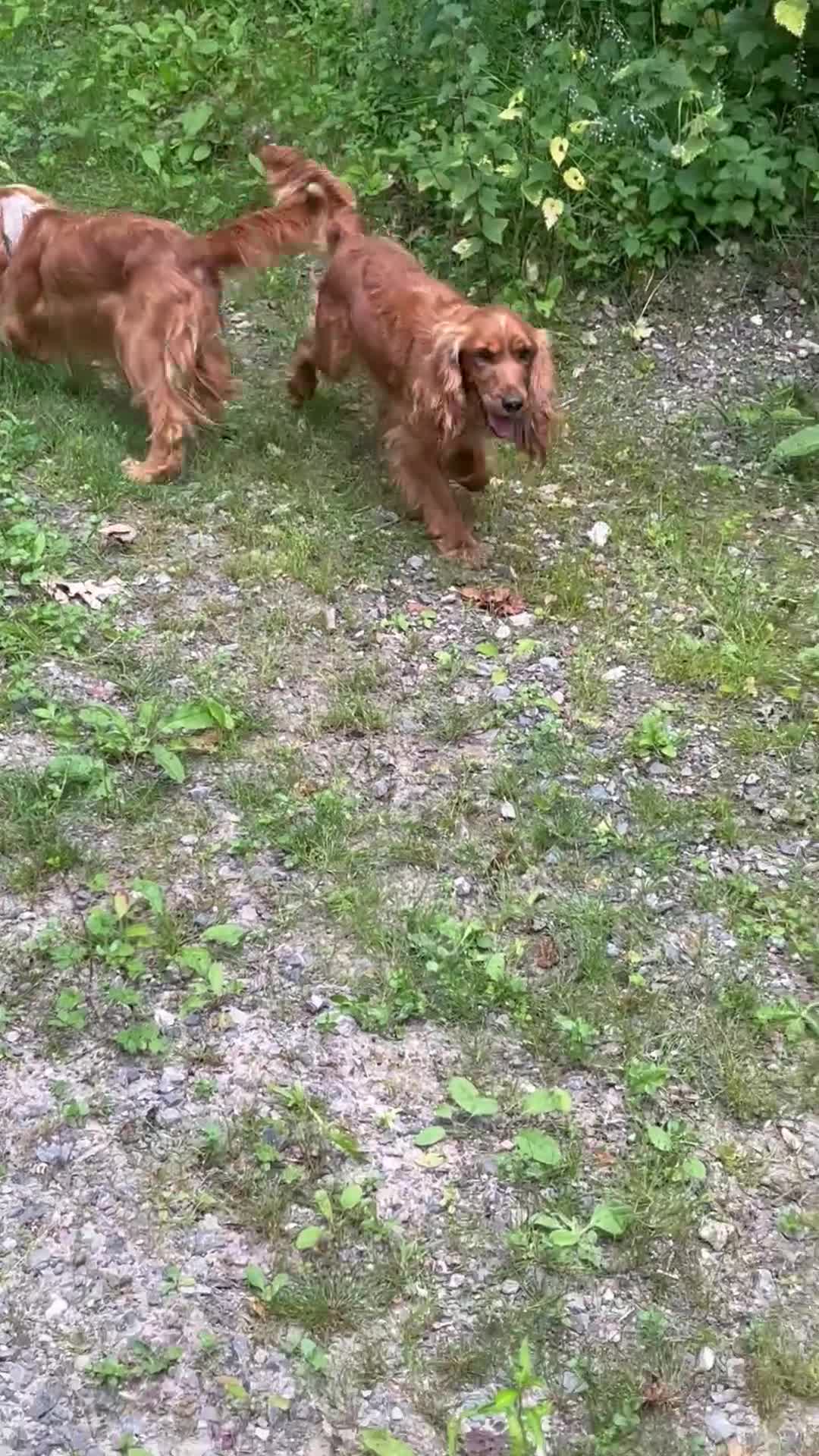 Cocker Spaniel dogs for sale: Stunning KC, Health Tested Entire Male - Video 1