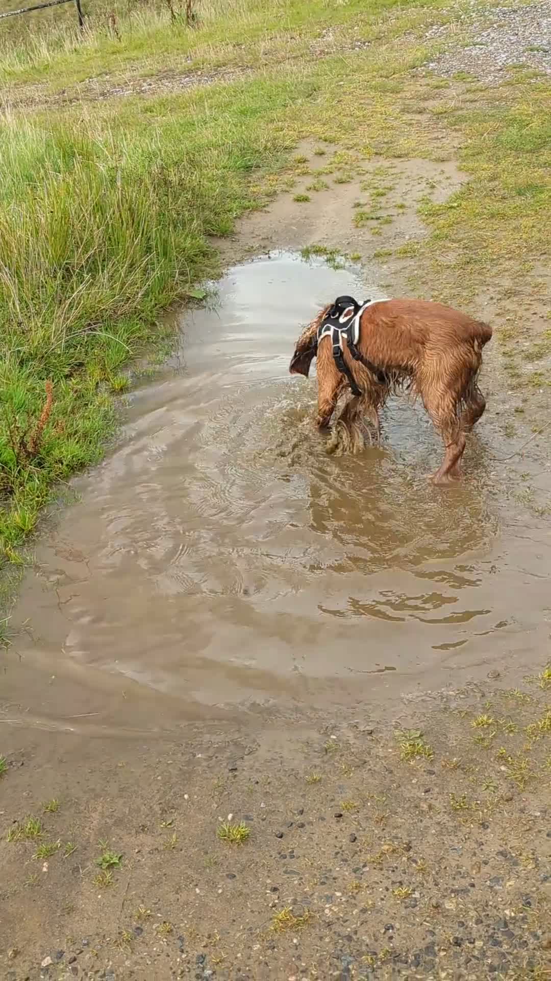 Cocker Spaniel dogs for sale: Male working cocker spaniel  - Video 1