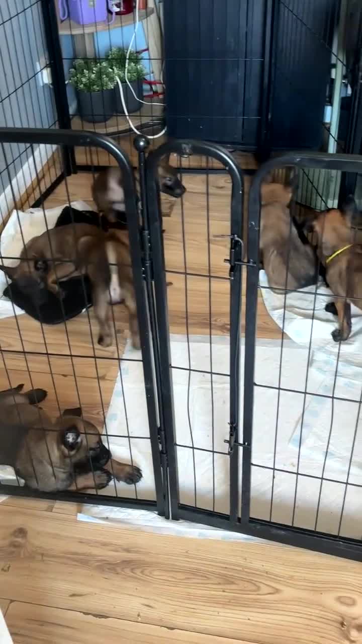 Belgian Shepherd Dog dogs for sale: Belgian malinois puppies  - Video 2