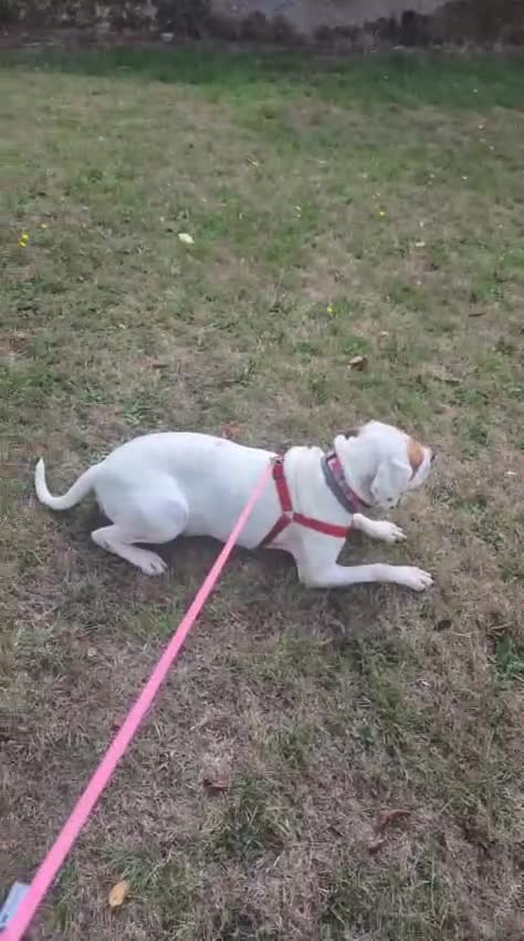 Mixed Breed dogs for adoption: Jenny , a Cyprus sweetheart ♥️  - Video 4