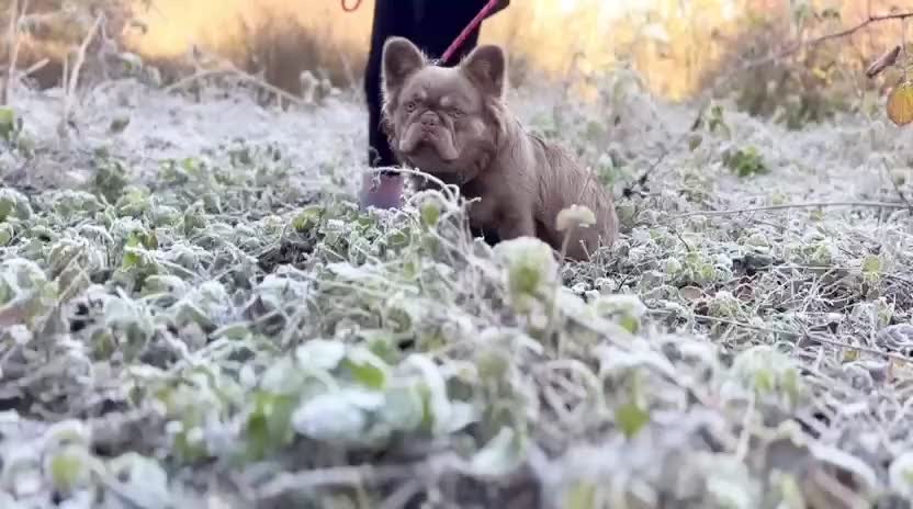 French Bulldog dogs for stud: 🐾New Shade Fluffy French Bulldog🐾 in Wishaw - Video 1