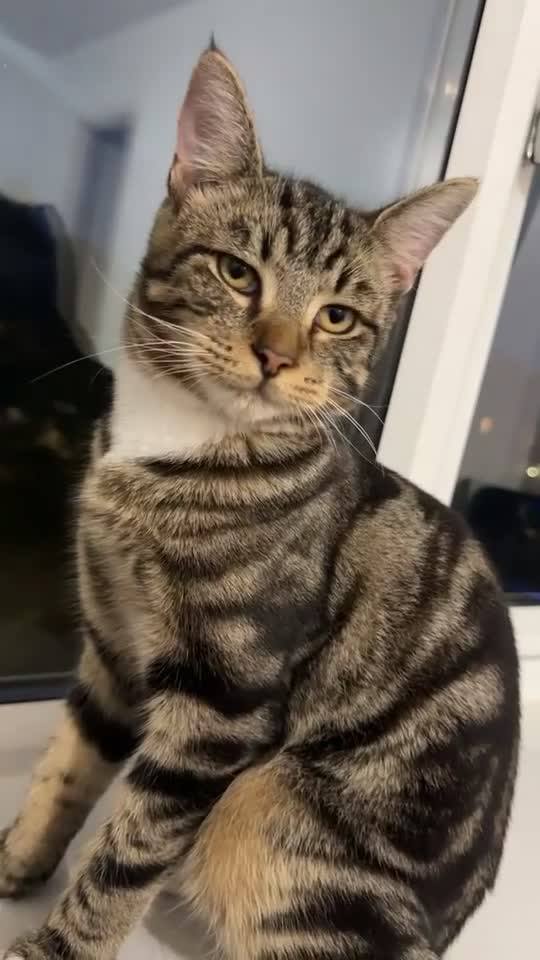 Mixed Breed cats for sale: Kittens free in Leeds - Video 1