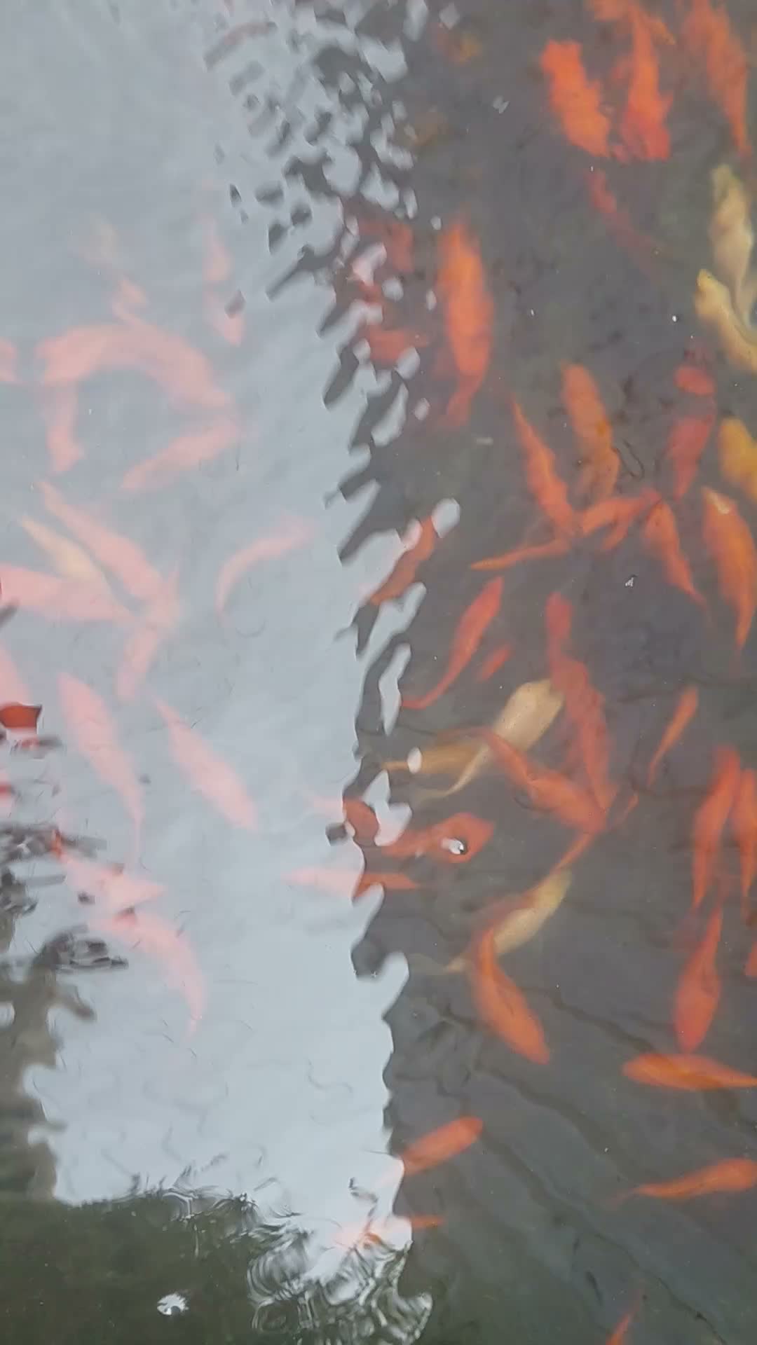 Goldfish fish for sale: Goldfish in Yeovil - Video 2