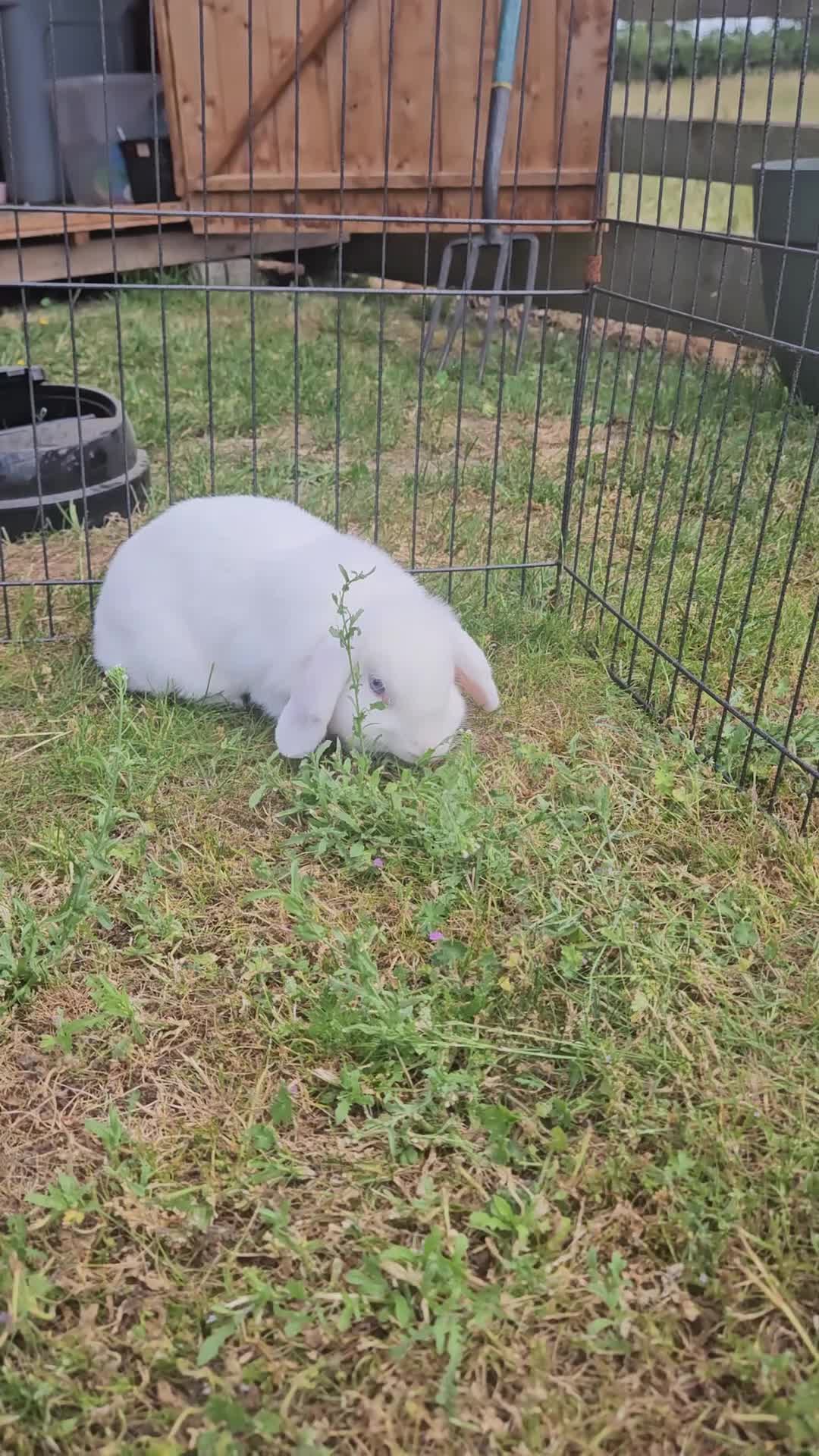 Mini Lop rabbits for sale: 🧡 Female Purebred mini lop 🧡 - Video 1