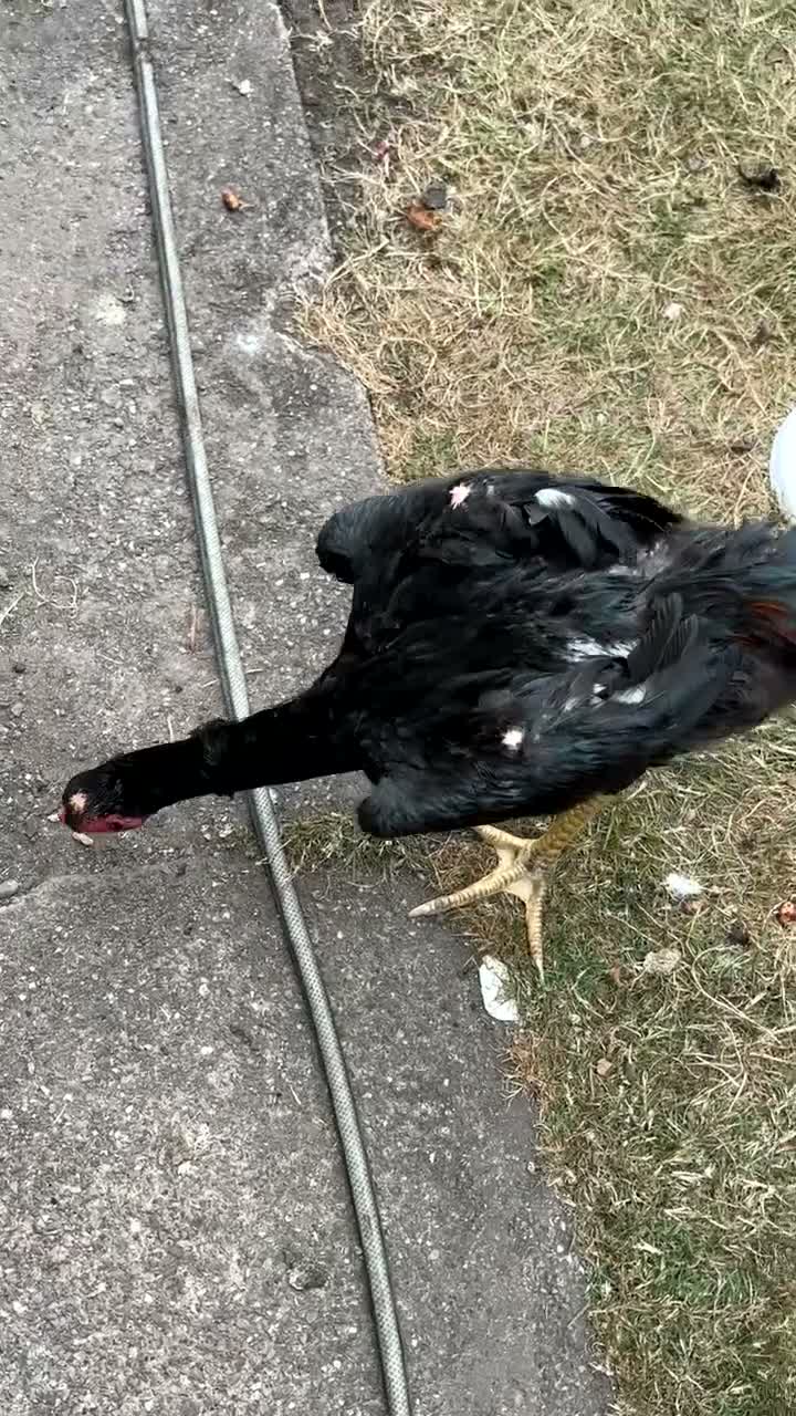 Mixed Breed birds for sale: Shamu Aseel Pure Breed - Video 2