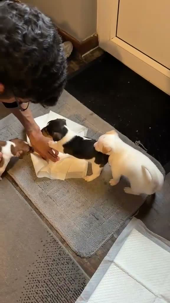 Jack Russell dogs for sale: Jack Russell in Bridgend - Video 2