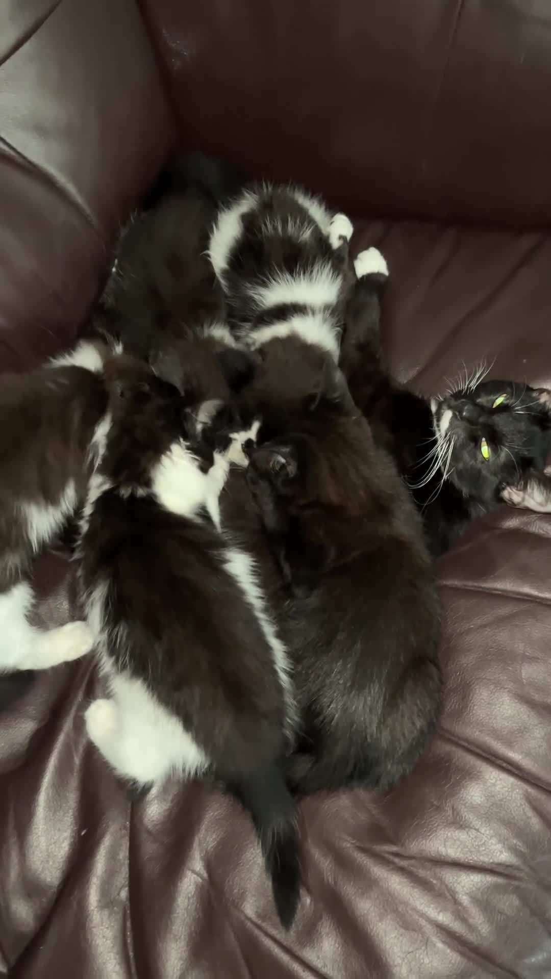 Mixed Breed cats for sale: 6 beautiful and playful kittens for sale SE London - Video 1
