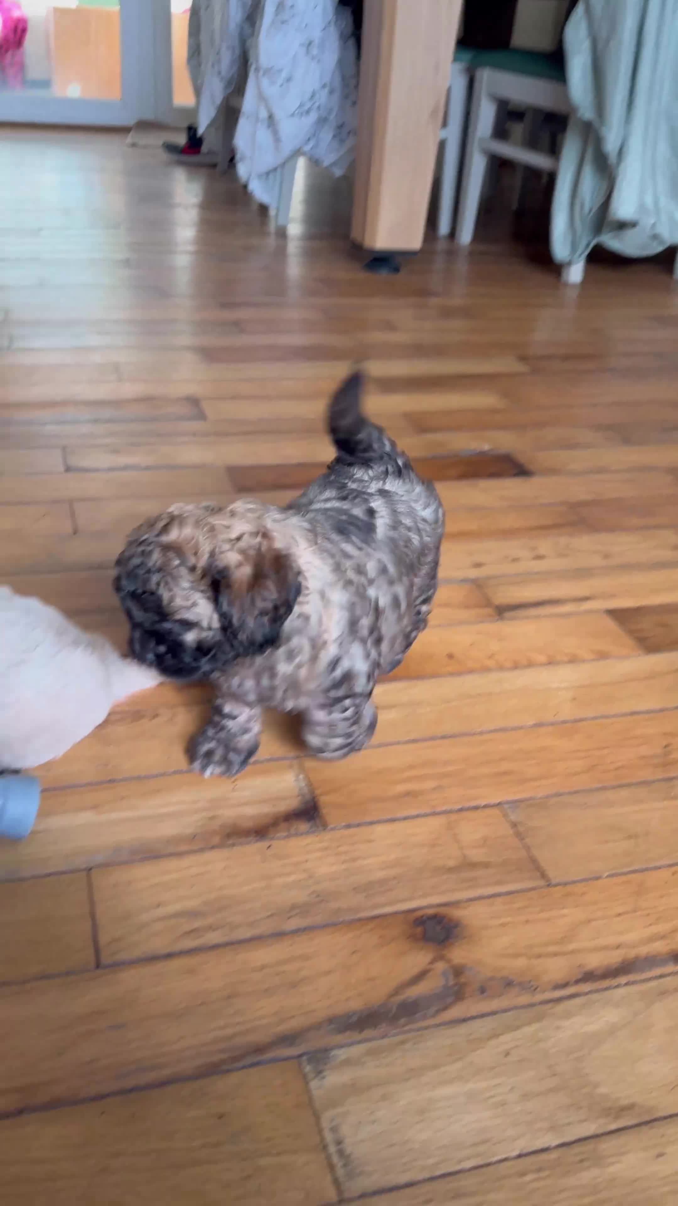 Mixed Breed dogs for sale: Shihpoochon Male Puppy in Accrington - Video 1