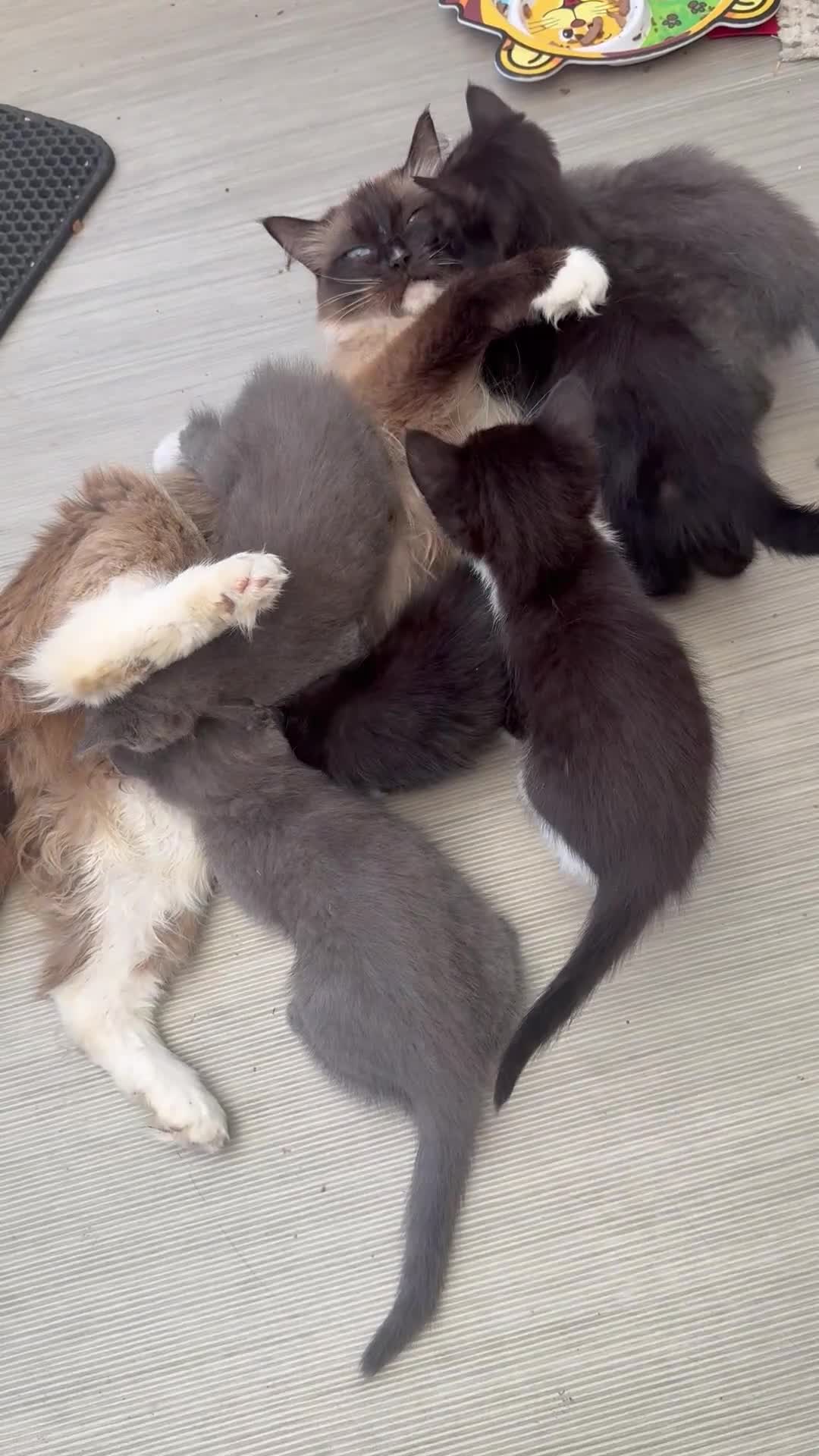 Mixed Breed cats for sale: Ragdoll / British Short Hair Kittens For Sale £100 - Video 1