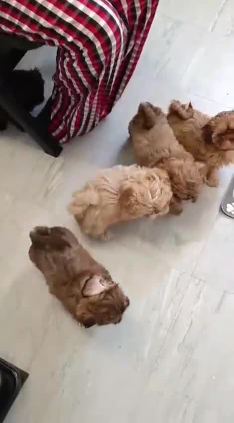 Shih Tzu dogs for sale: Imperial shih-tzus - Video 1