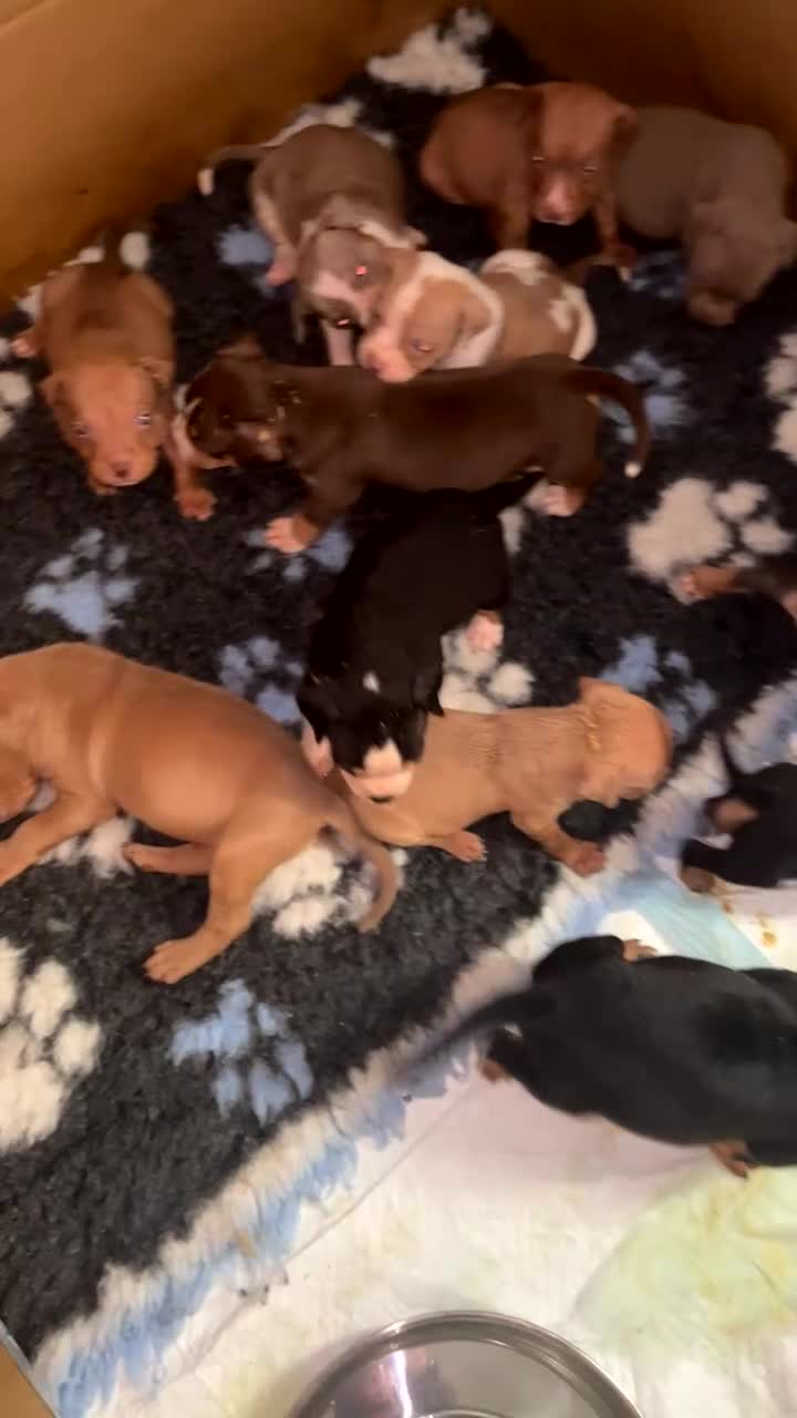 American Bulldog dogs for sale: American bulldog puppies in Ashton-under-Lyne - Video 1