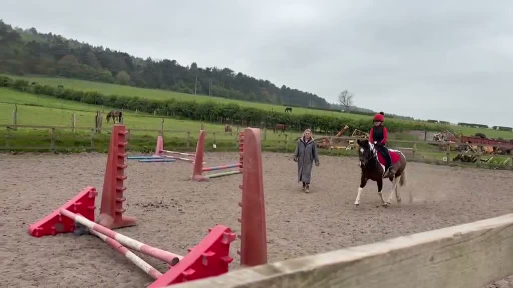 Other Breed horses for sale: Sparky in Redcar - Video 4