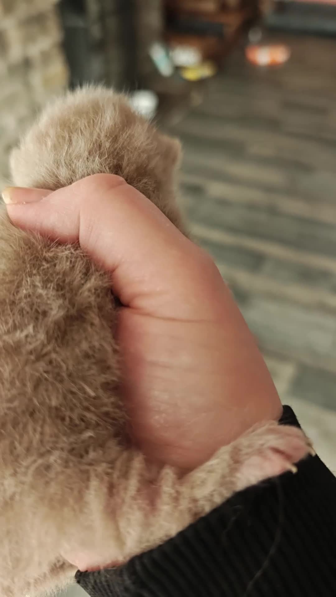 British Longhair cats for sale: Blh lilac and fawn boys TICA registered  - Video 2
