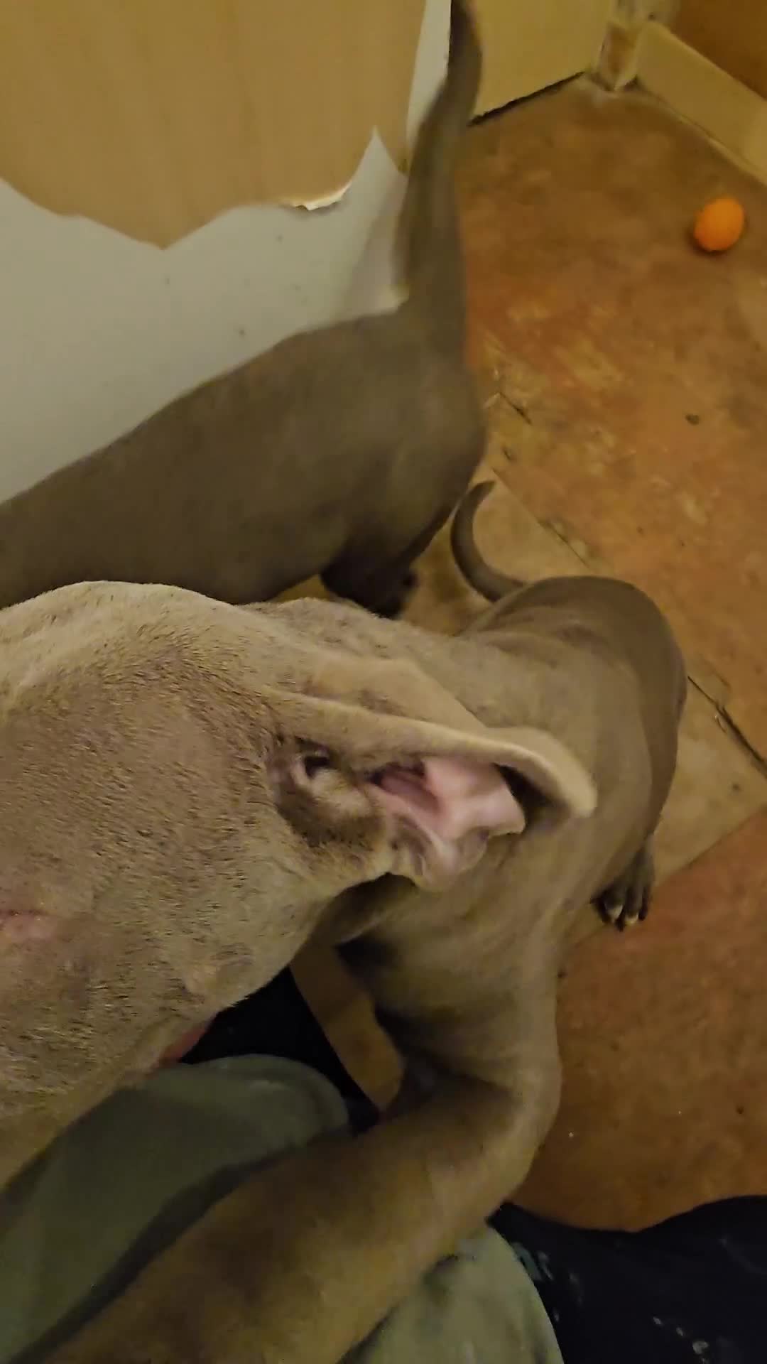 Mixed Breed dogs for sale: Male puppy for sale due to time wasters  - Video 1