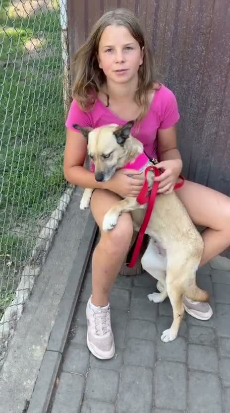 Mixed Breed dogs for adoption: ❤️TERRA❤️ – THE GIRL YOU WILL FALL IN LOVE in Oxford - Video 2