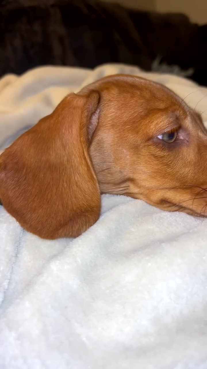 Miniature Dachshund dogs for sale: Ready now only two left had all vacs ready too go  - Video 1