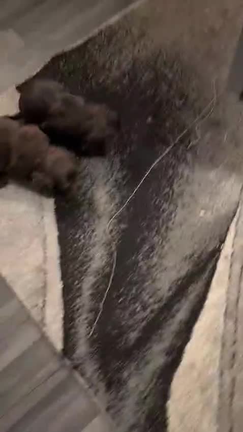 Cocker Spaniel dogs for sale: 2 Chocolate Cocker boys Working type 8 weeks old  - Video 1