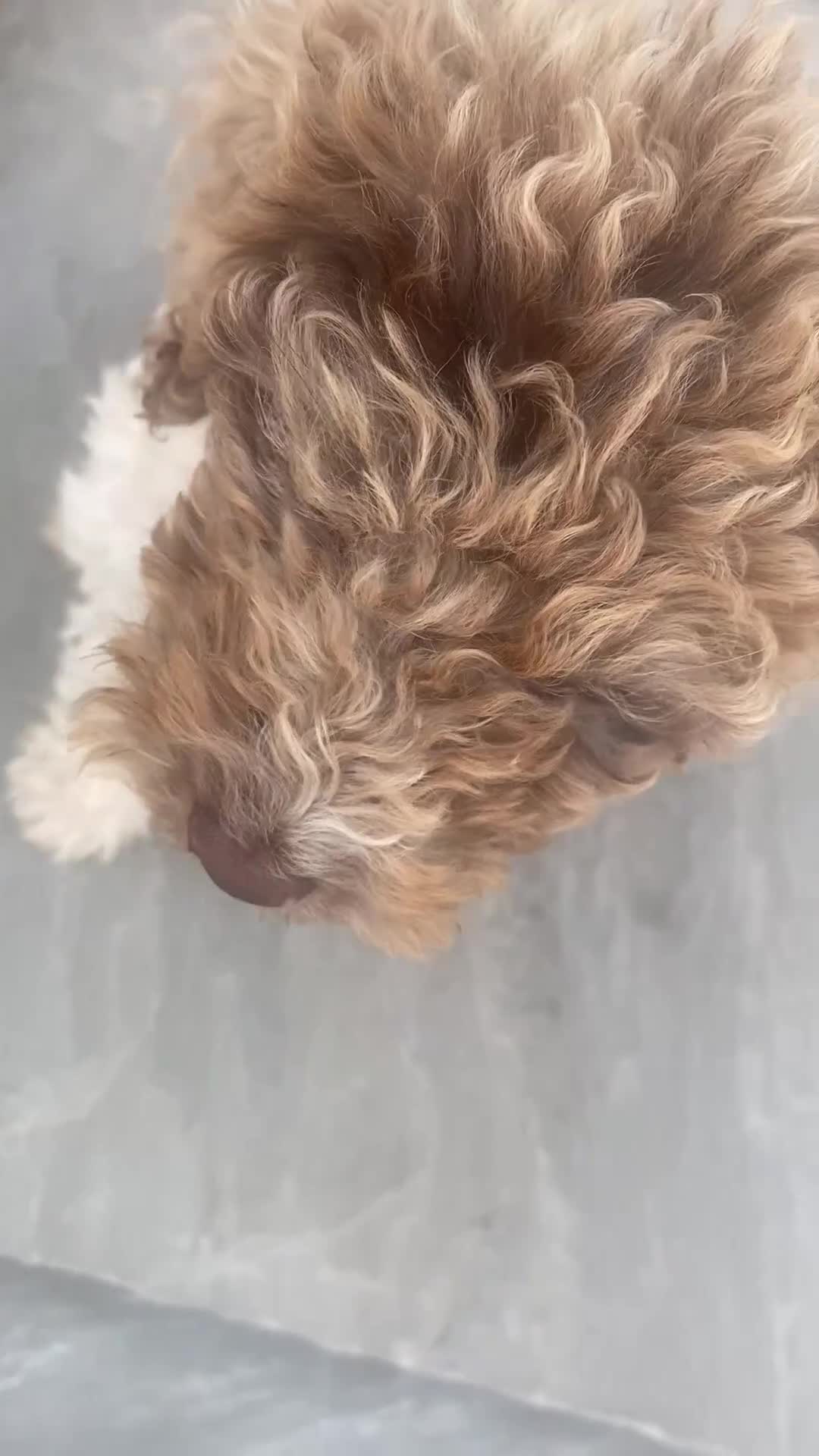 Cockapoo dogs for sale: Cocapoo  - Video 1