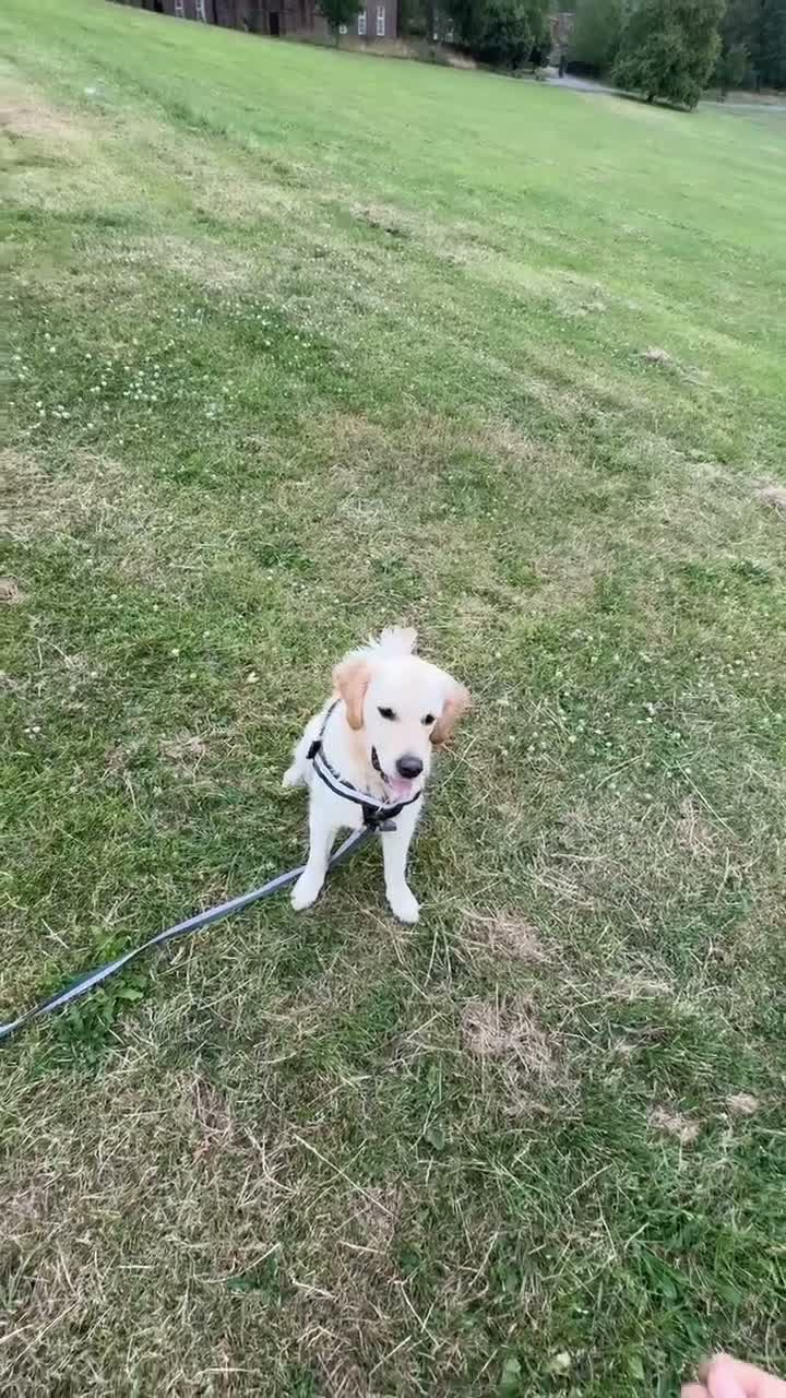 Golden Retriever dogs for sale: KC Registered Golden Retriever Female, 17 Months in Leeds - Video 2