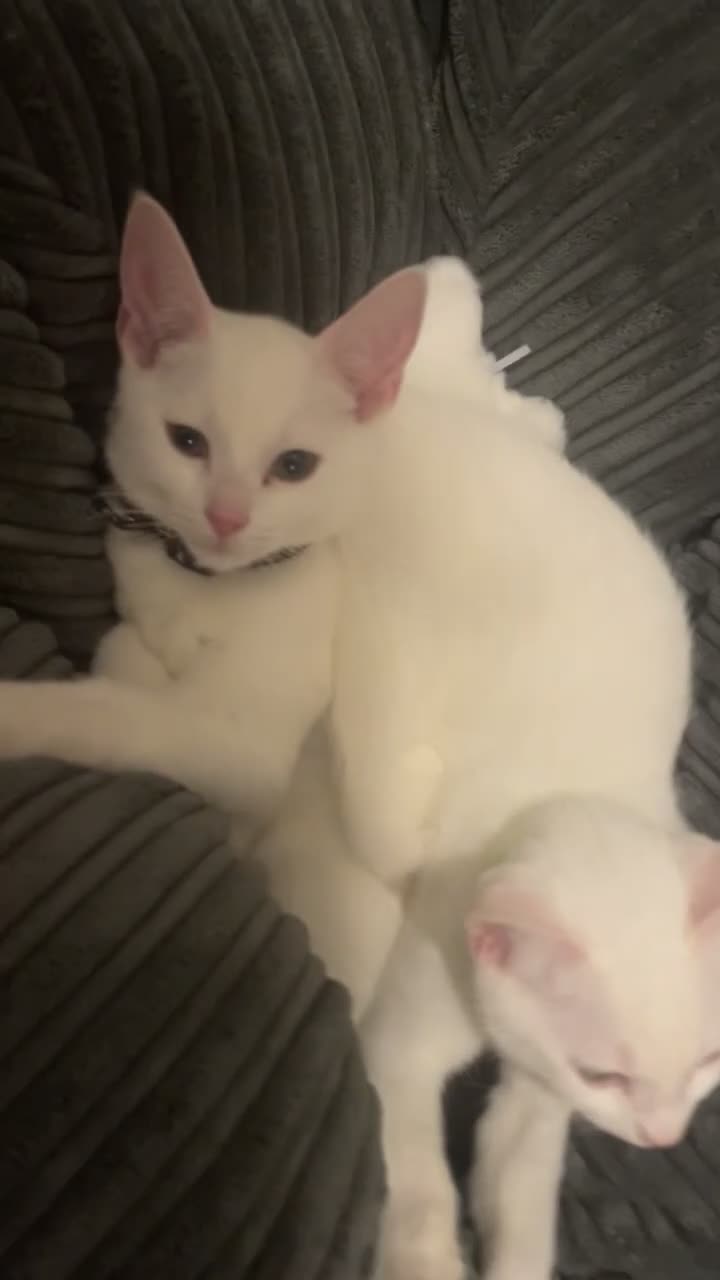 Mixed Breed cats for sale: Kittens  - Video 3