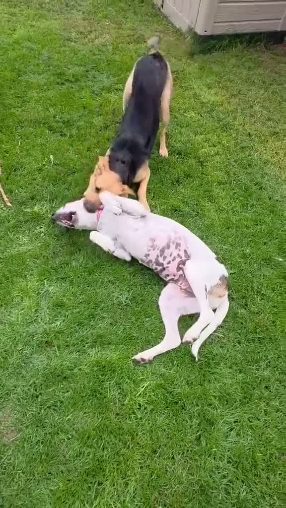 Mixed Breed dogs for adoption: Bonnie the perfect Nanny dog 2 yr old pointer X in Henlow - Video 2