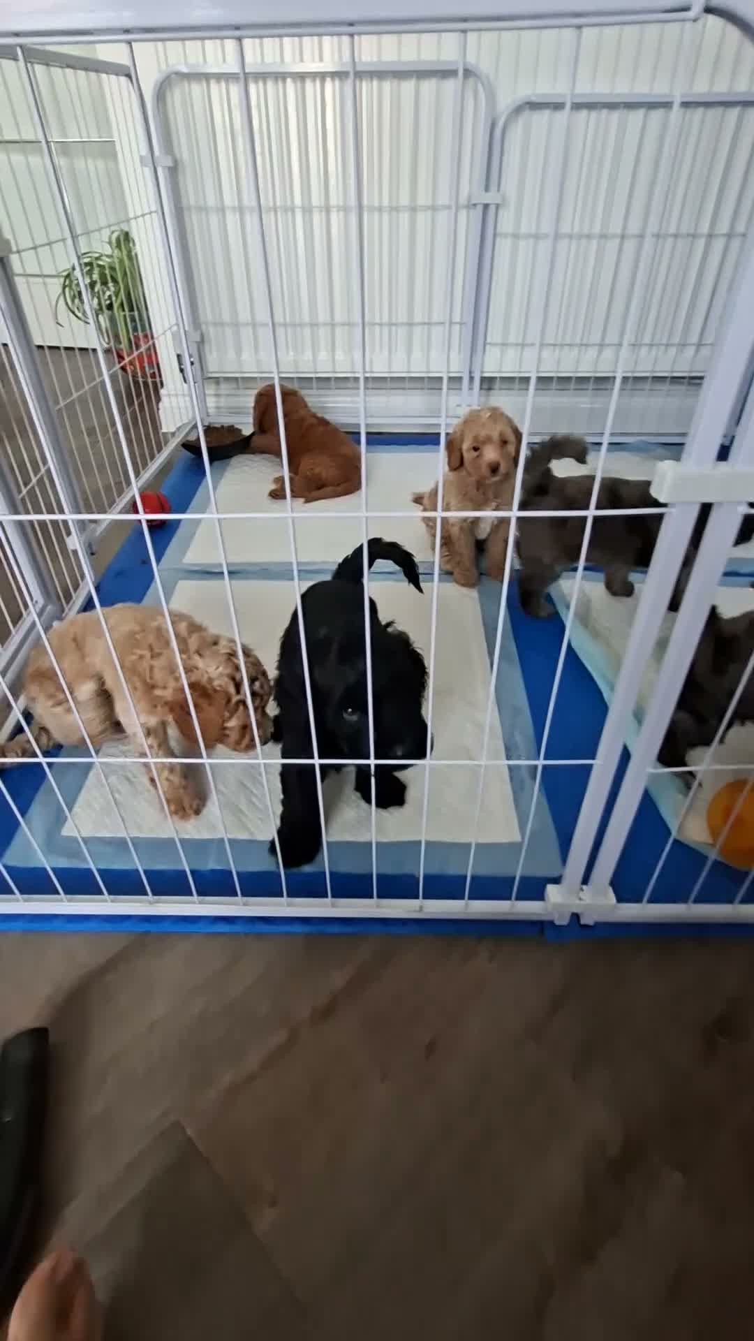 Cockapoo dogs for sale: Stunning Rainbow Litter of Cockapoo Puppies - Video 2