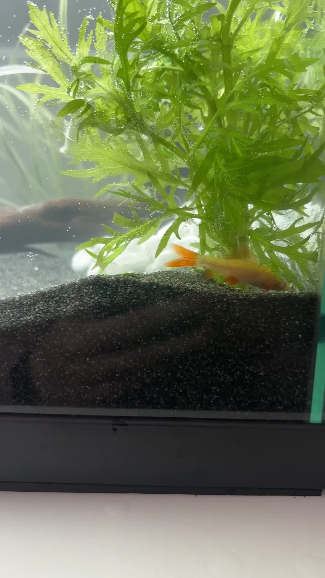 Sharks fish for sale: FREE rainbow shark  - Video 2