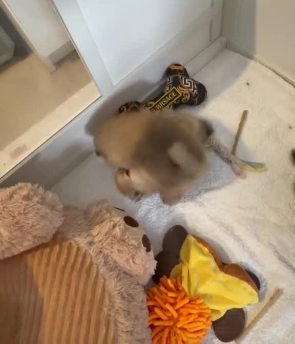 Pomeranian dogs for sale: RARE TINY& 1 BOY LEFT;300G AT 10 WEEKS💙40+🏆lines - Video 3