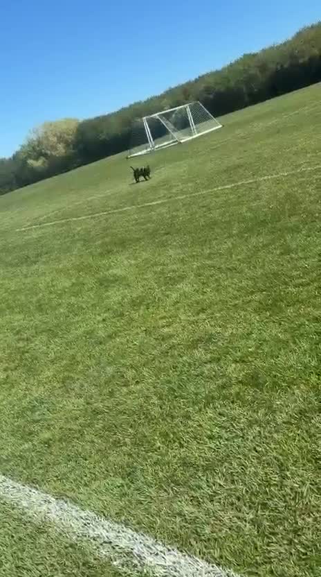 Staffordshire Bull Terrier dogs for sale: Staffordshire bull terrier 1 year old  in Chelmsford - Video 1