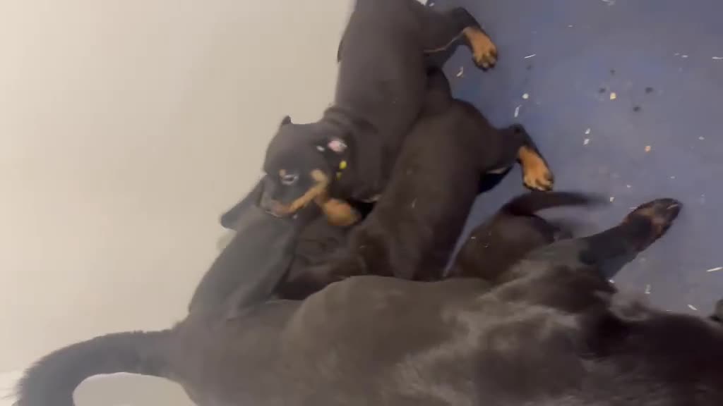 Rottweiler dogs for sale: Rottweiler Puppies Pure Breed in Halifax - Video 1