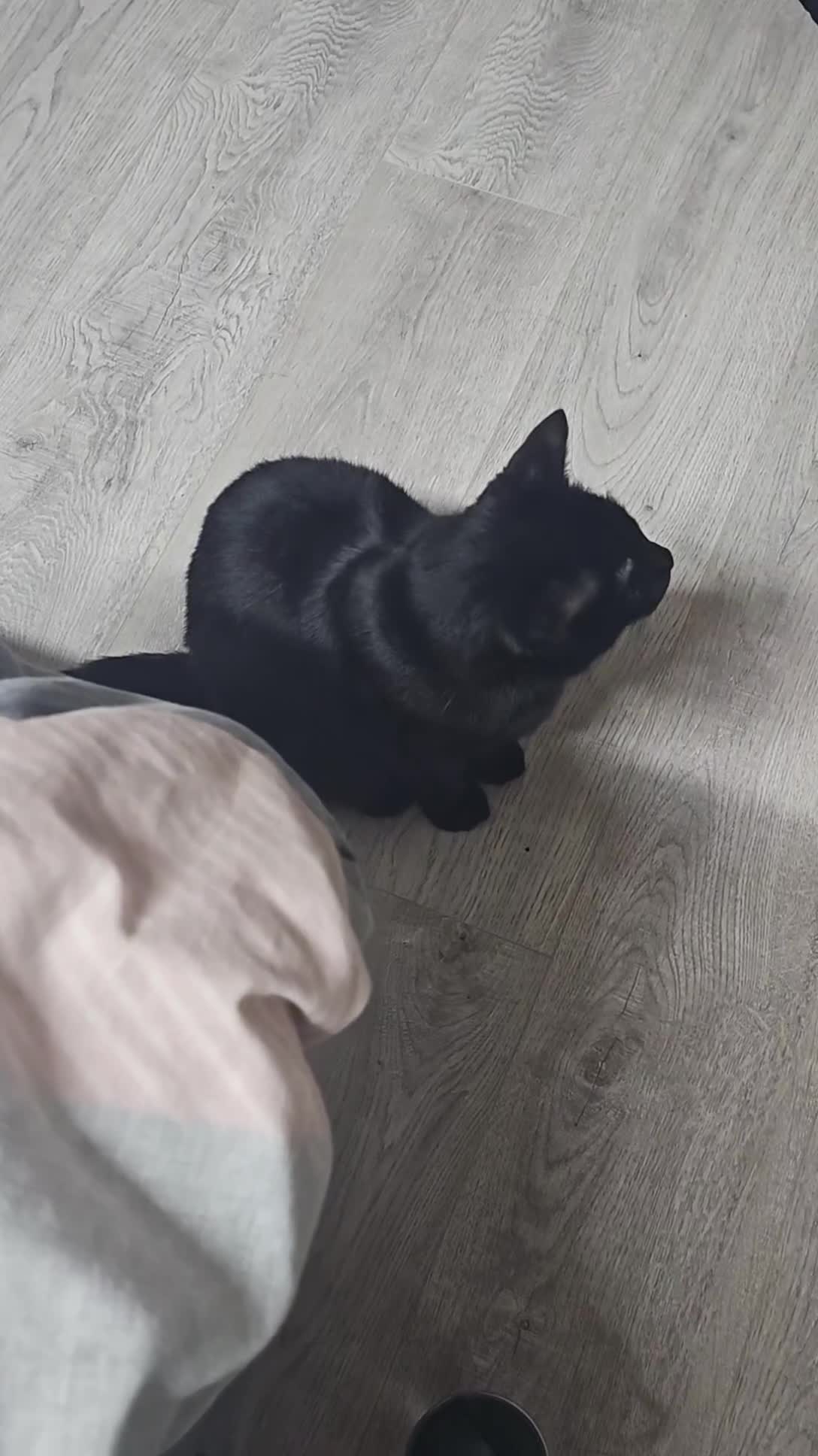 Bombay cats for sale: Black Female Cat - Video 5