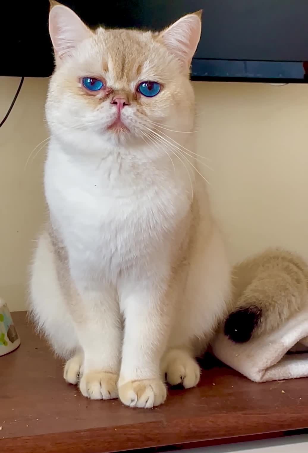 British Shorthair cats for sale: Imported golden chinchilla ny1133 male for sale  - Video 1