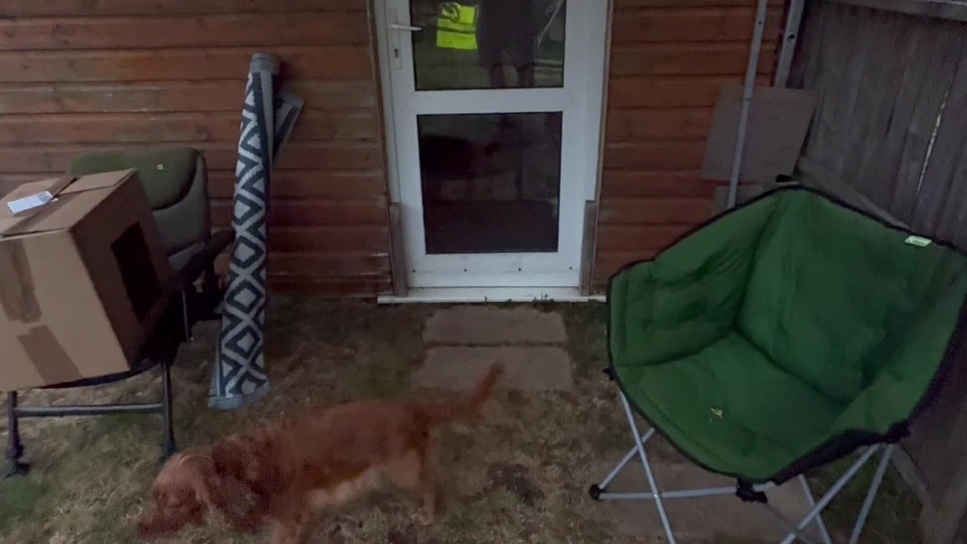 Cocker Spaniel dogs for sale: Cocker spaniel puppies in Ibstock - Video 2