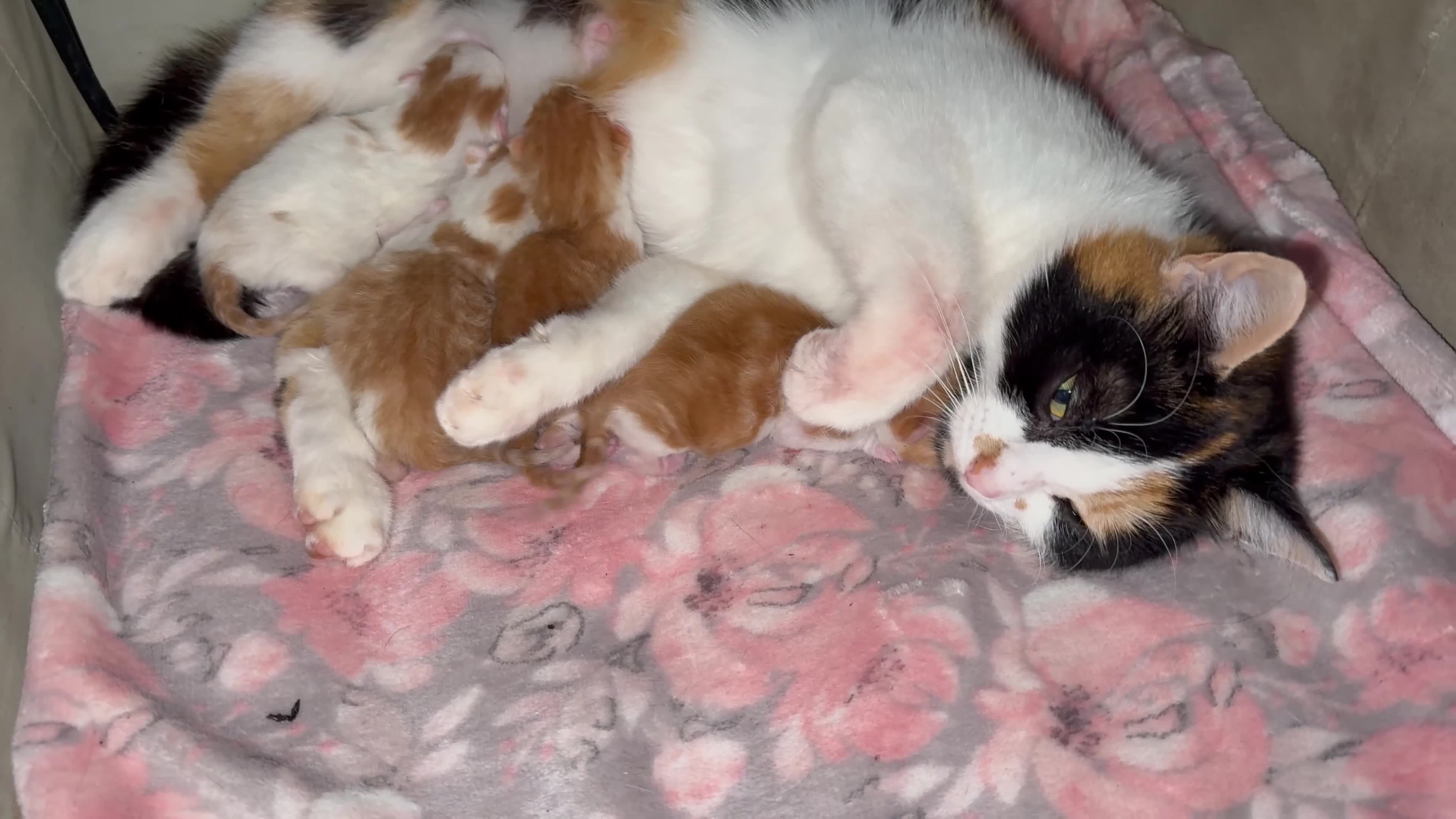 Domestic Shorthair cats for sale: Kittens - Video 1