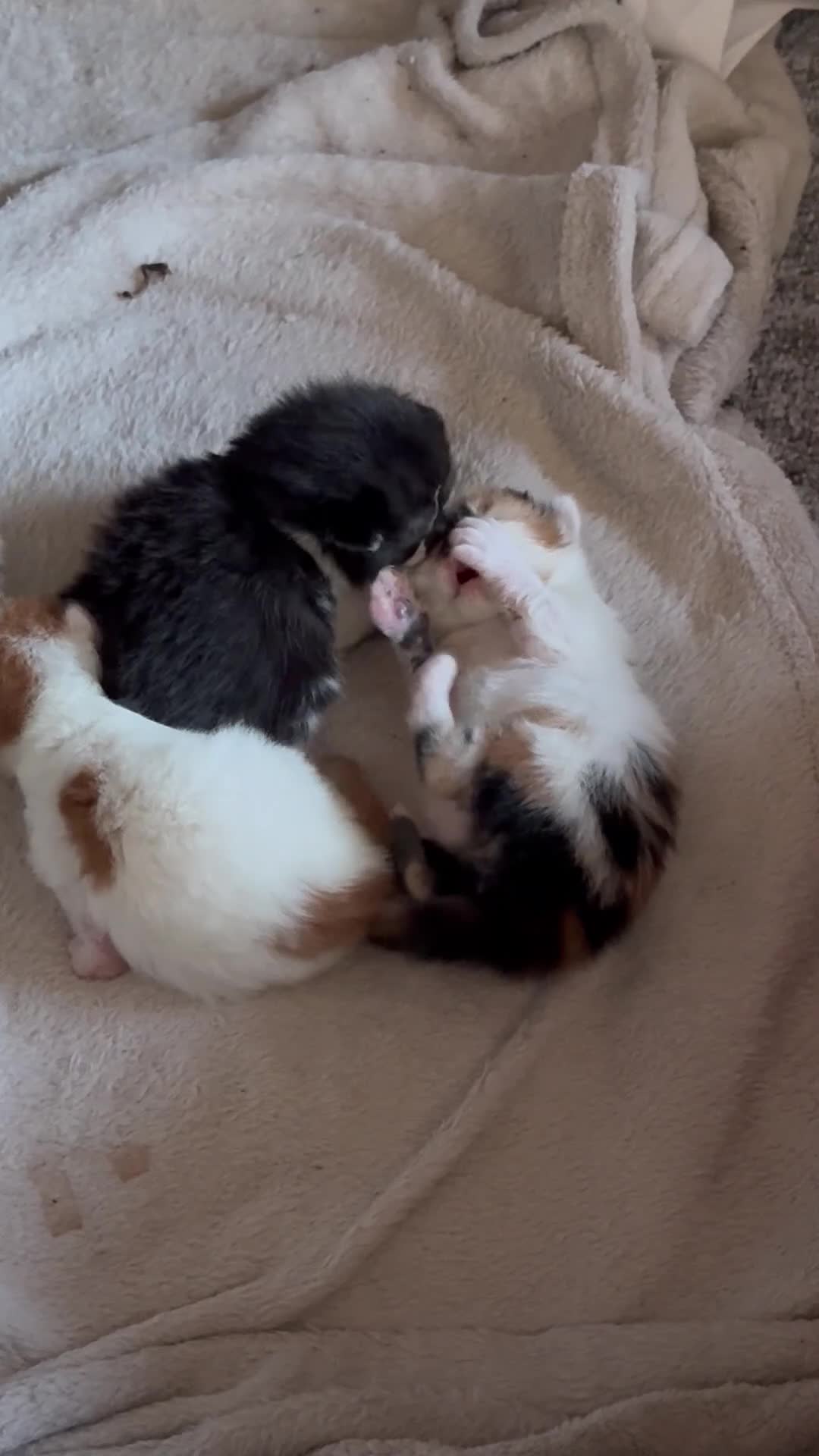 Mixed Breed cats for sale: 4 Stunning kittens  - Video 1