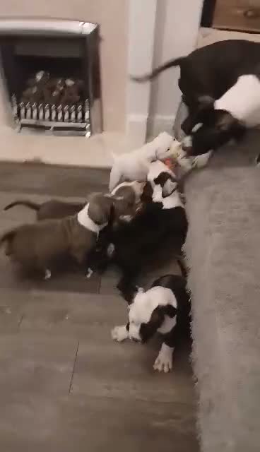 American Bull Staffy dogs for sale: Puppies for sale  - Video 1