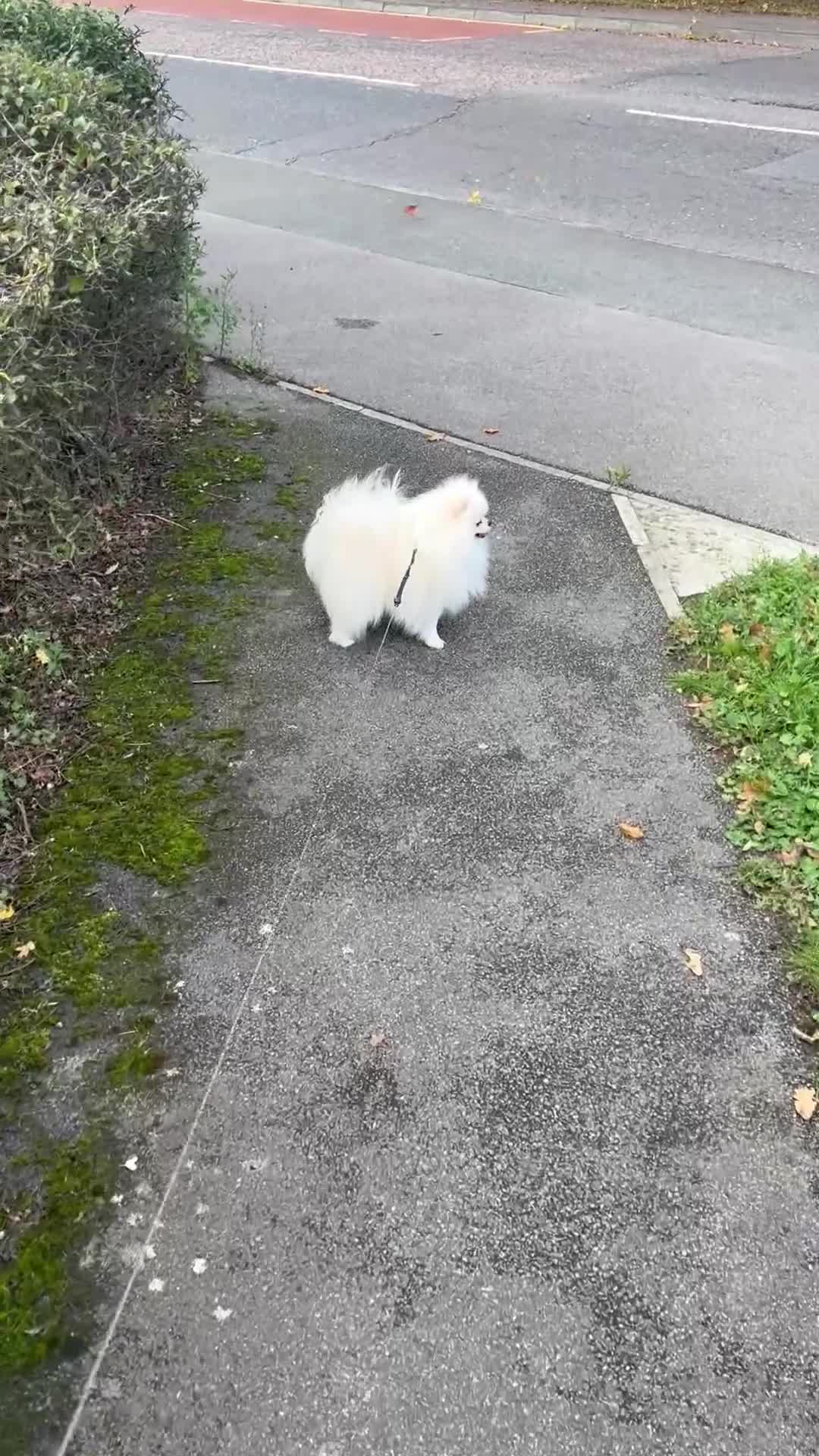 Pomeranian dogs for sale: Pomeranian  - Video 1