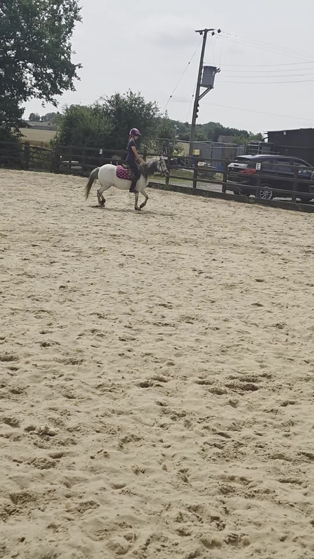 Welsh Section A horses for sale: Welsh a mare - Video 5