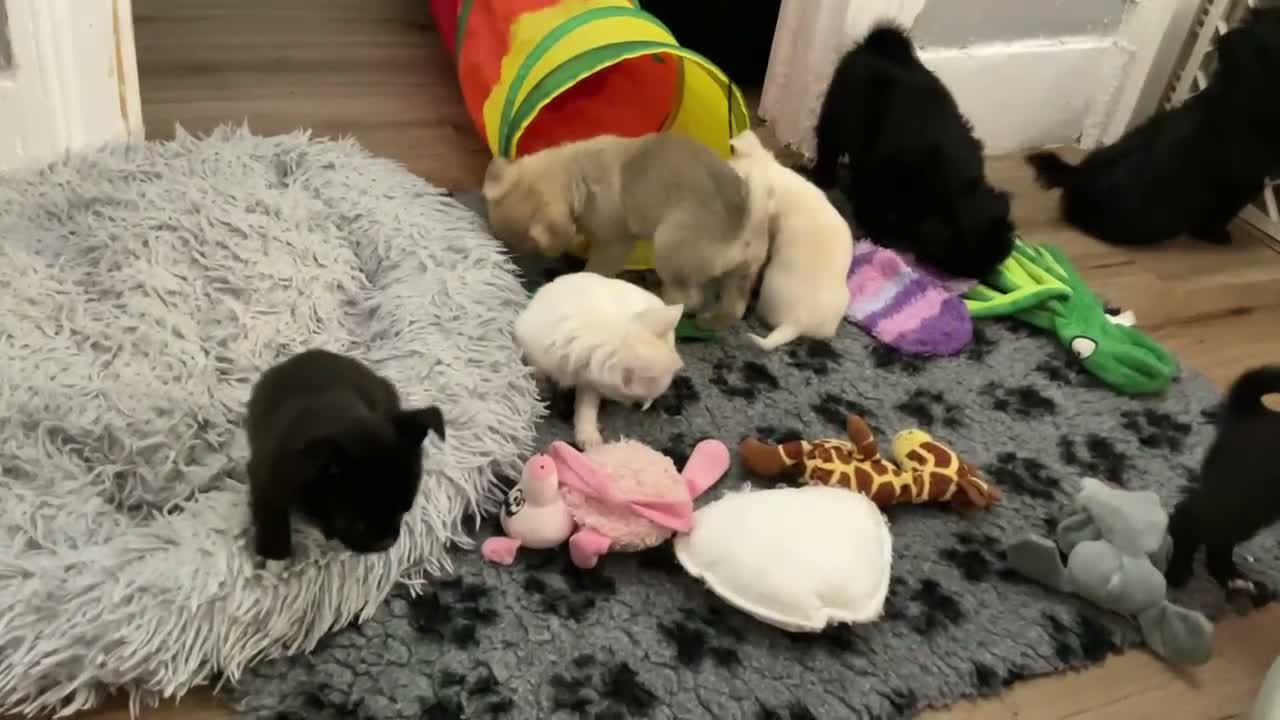 Mixed Breed dogs for sale: ADORABLE SHIH TZU/CHIHUAHUA - Video 5