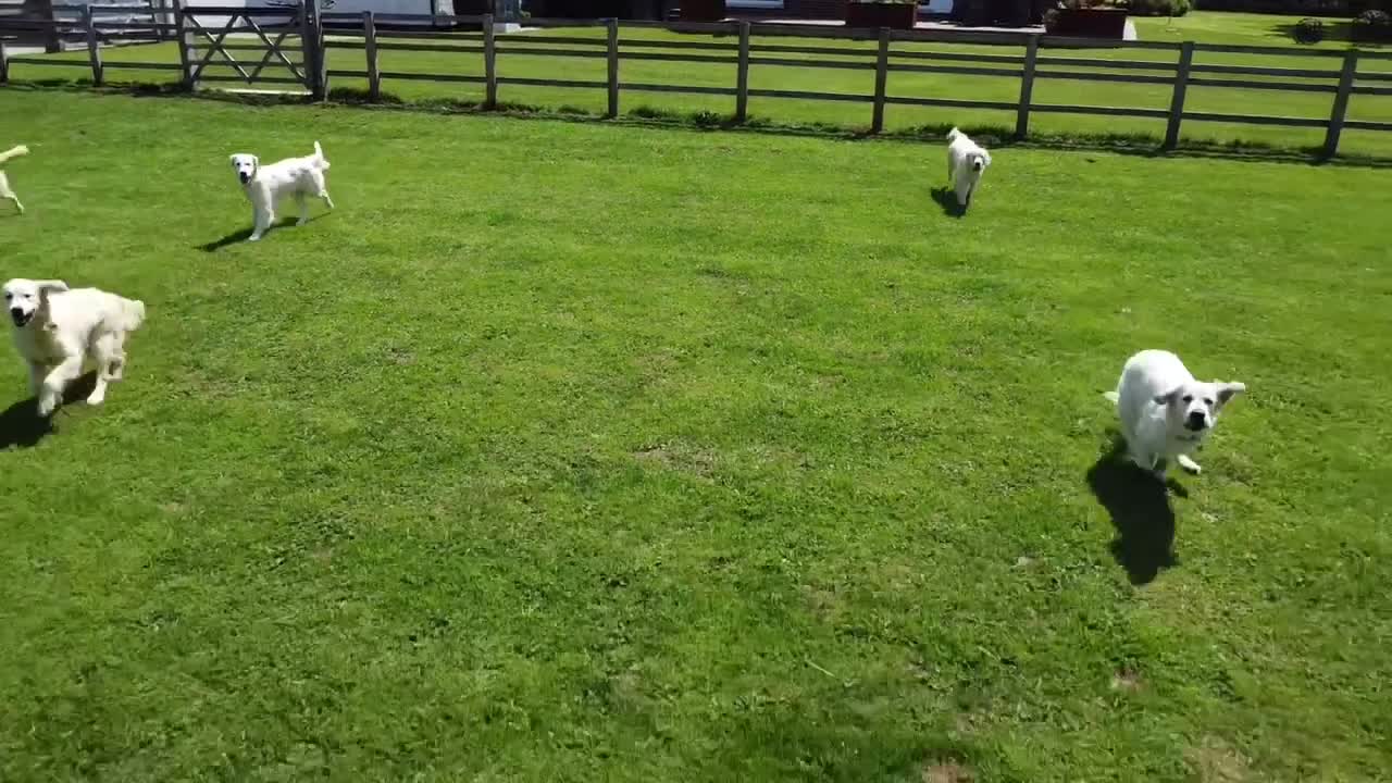 Golden Retriever dogs for sale: KC Reg Girl via POLICE dog behaviourist  - Video 3