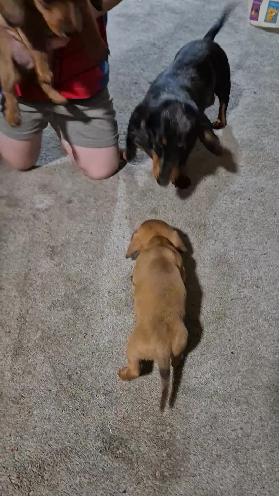 Miniature Dachshund dogs for sale: Miniature Dachshund Puppies  - Video 1