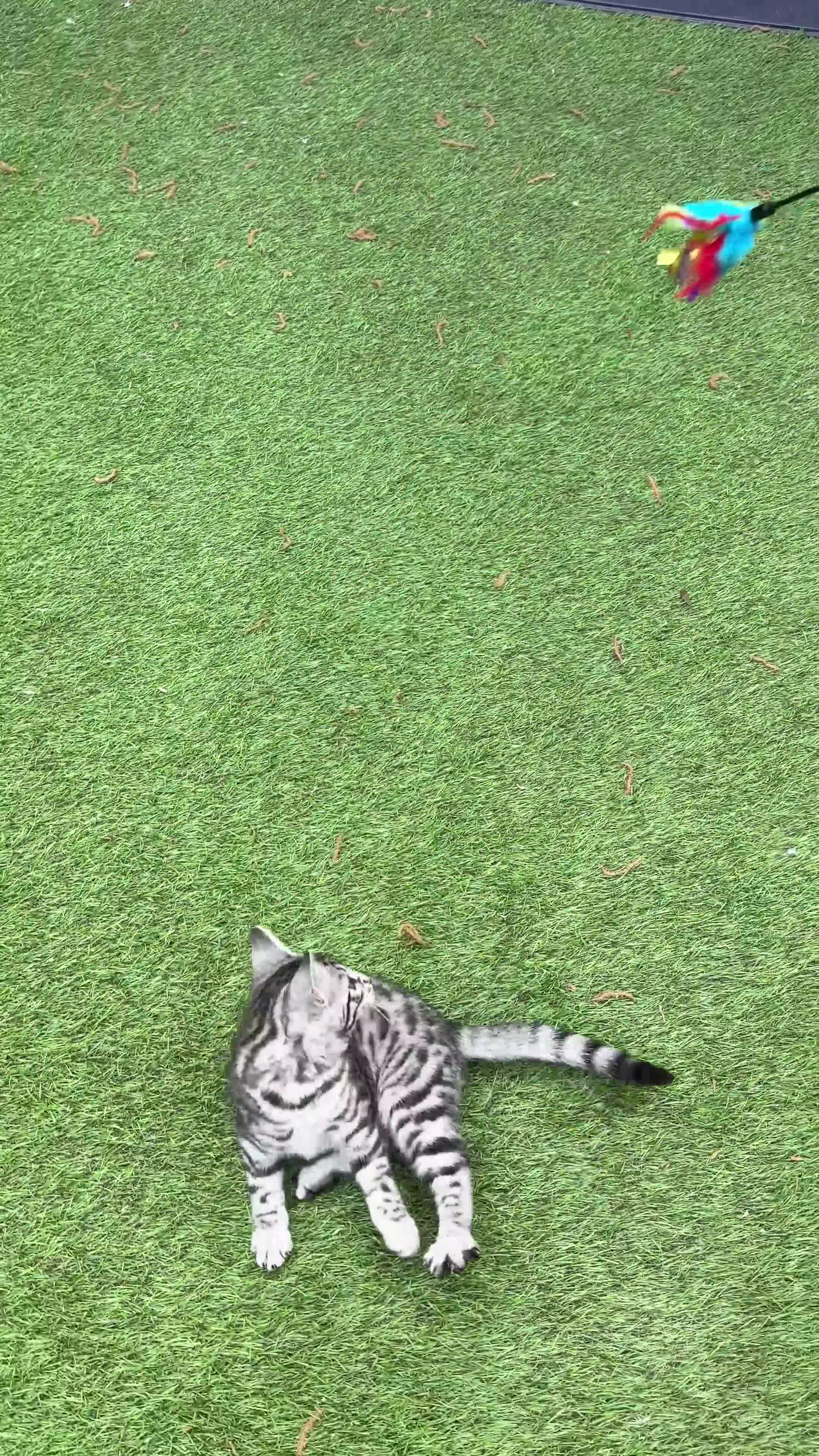 Bengal cats for sale: Beautiful Bengal Cross Kittens! Price Reduced!! in Rochdale - Video 1
