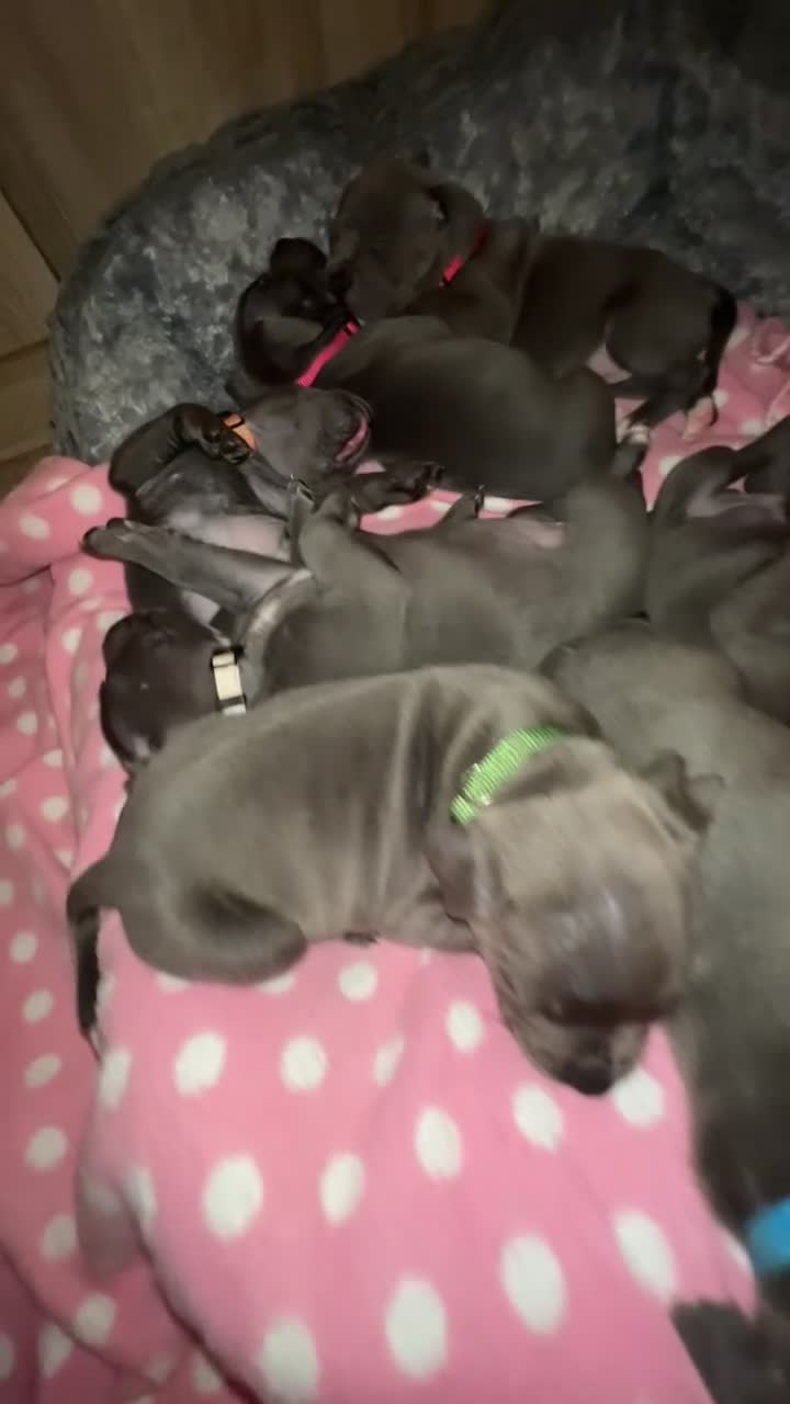 Staffordshire Bull Terrier dogs for sale: 🐾🔥7 beautiful blue staffy’s for sale🔥🐾 - Video 3