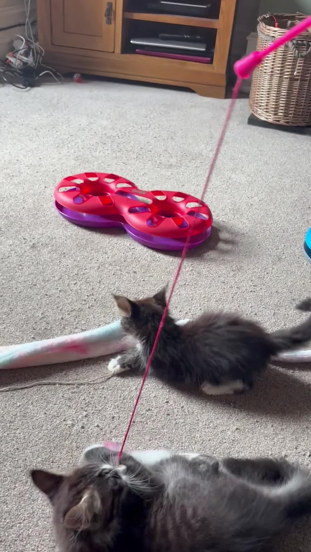 Maine Coon cats for sale: Beautiful Pedigree Maine Coon Kittens  - Video 2